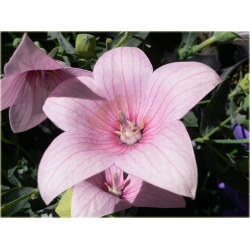 bylina Platykodon Rozwar B242